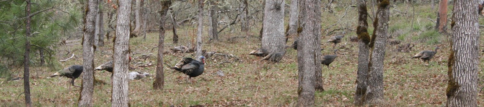[turkey3).JPG]
