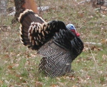 [turkey2).JPG]