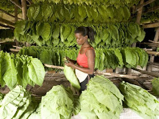 Tabacos, Pinar del Rio, Cuba
