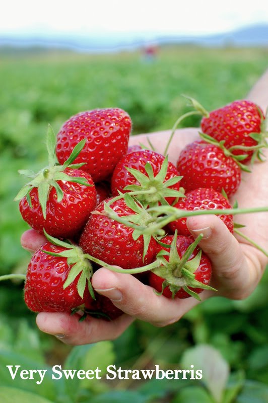Tulips and Butter Strawberries & Raspberries Picking