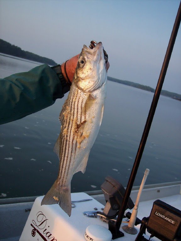 Maine Striped Bass Fishing Maine Striped Bass Need A Hatchery For The Kennebec River