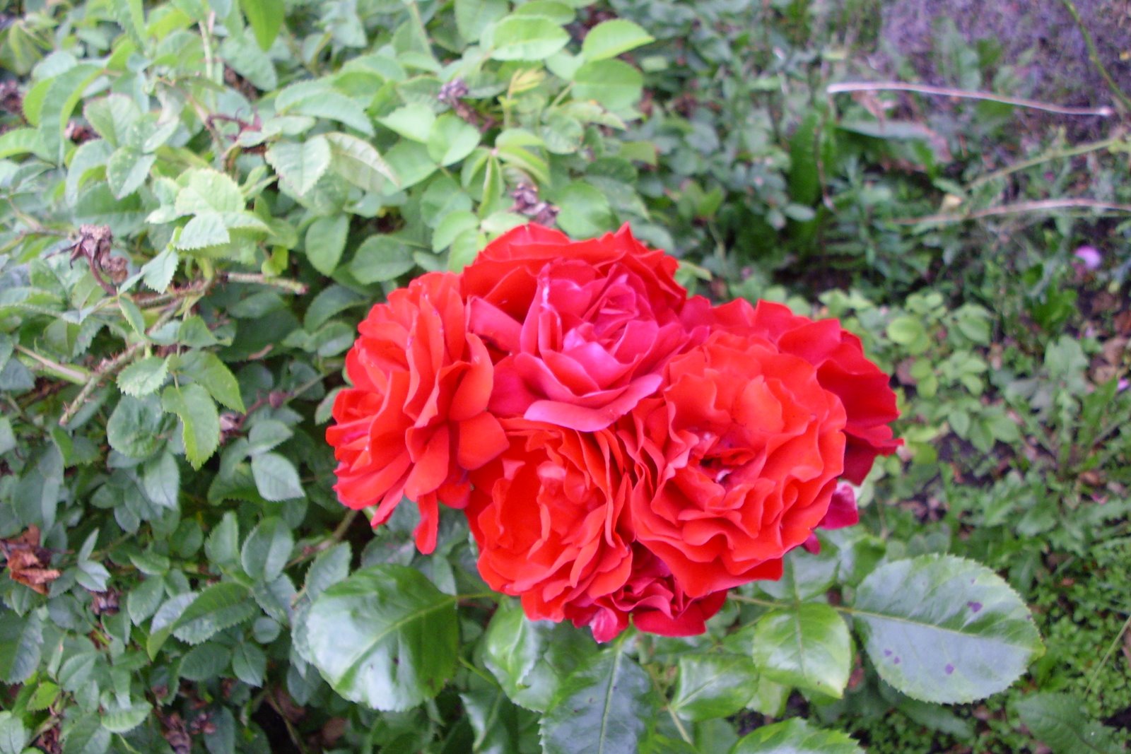 [1Rose_0401.JPG]