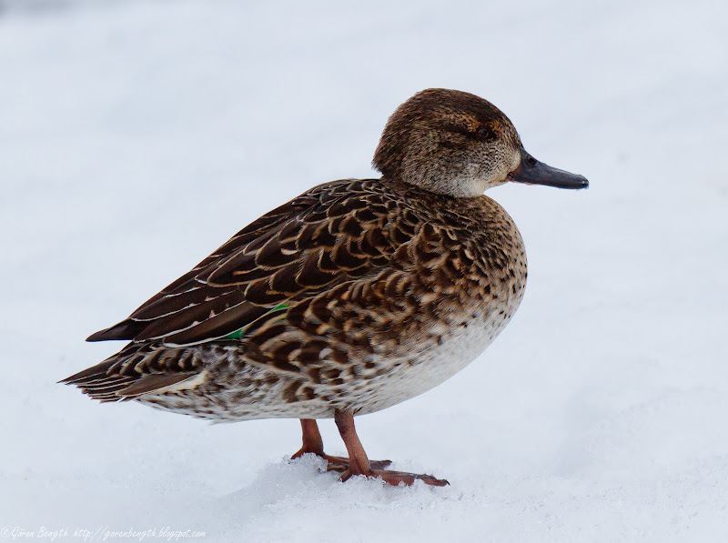 Göran Bength foto Änder, Vattenparken, Kupolen, Borlänge