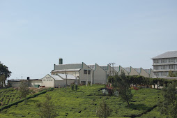 a modern tea factory