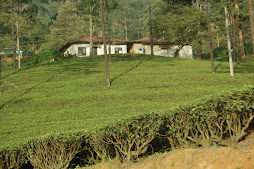 prunned tea bushes