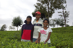 in the tea bushes of dammbatenna