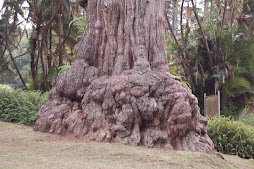 bottom of an old tree