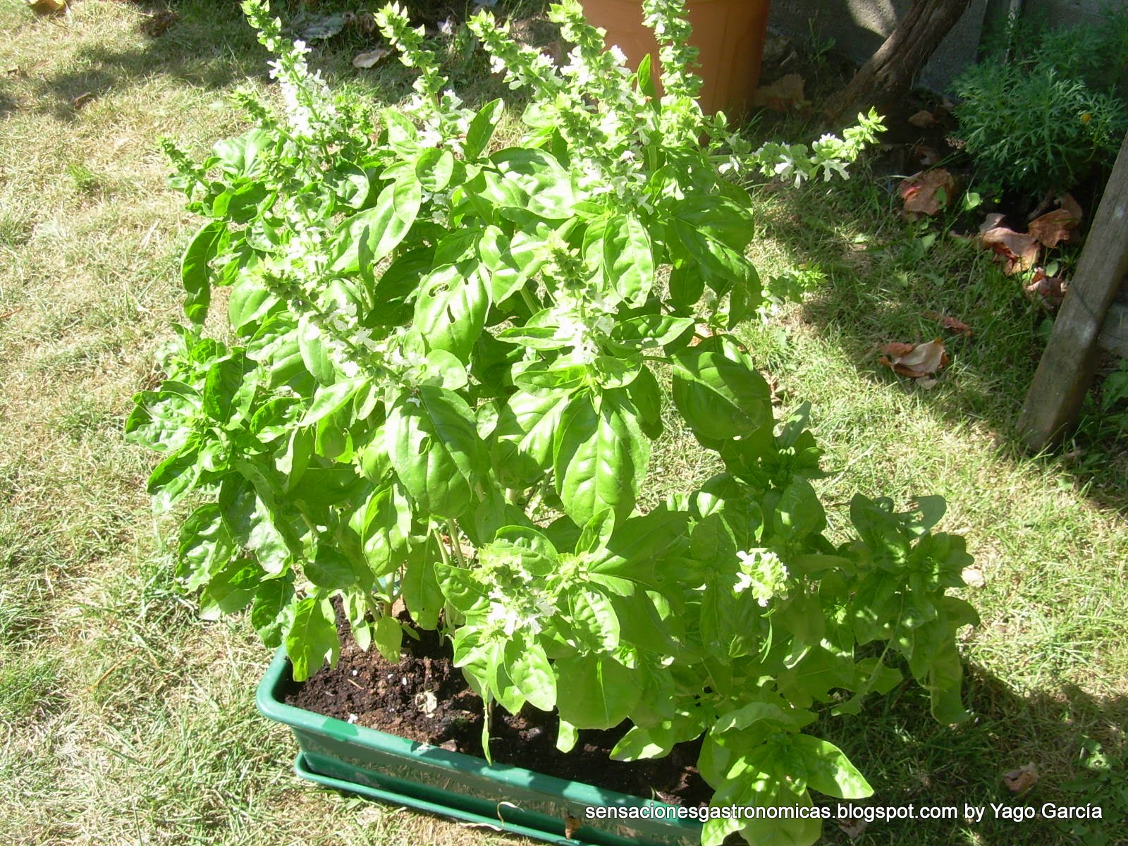 Sensaciones Gastronómicas Albahaca
