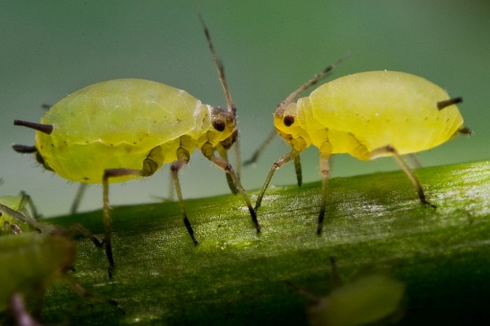 卵生動物とは - 卵生または卵を産む哺乳類