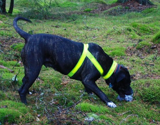 MAGNUSLUNDS DAPHNE AFTER EIGHT Svart hund, vit katt D