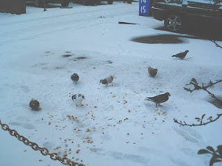 Lowestofts hungry pigeons