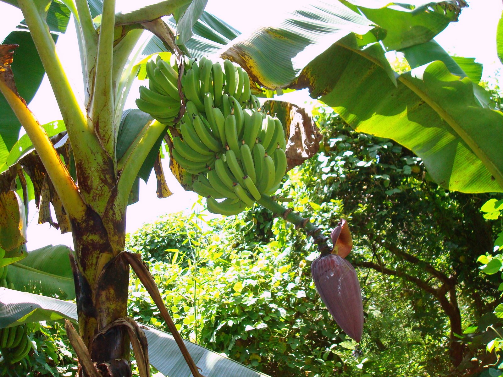 crave and create The Amazing Banana