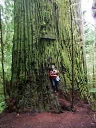 The Boy Scout Tree