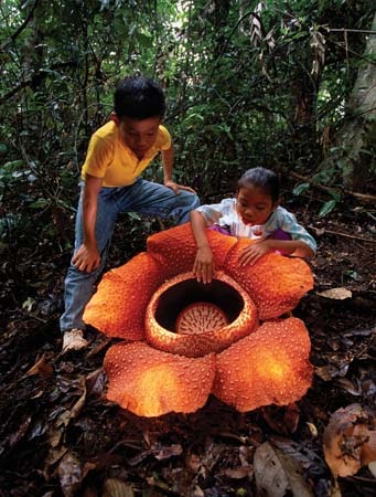Pengetahuan Populer Bunga  terbesar  di  Dunia  Rafflesia  