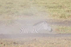 Zebra playing in the dirt