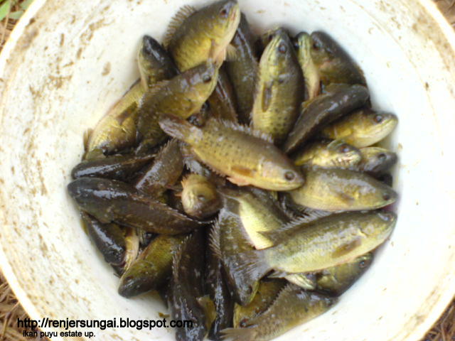 Renjer Sungai: IKAN PUYU ESTATE ERONG.