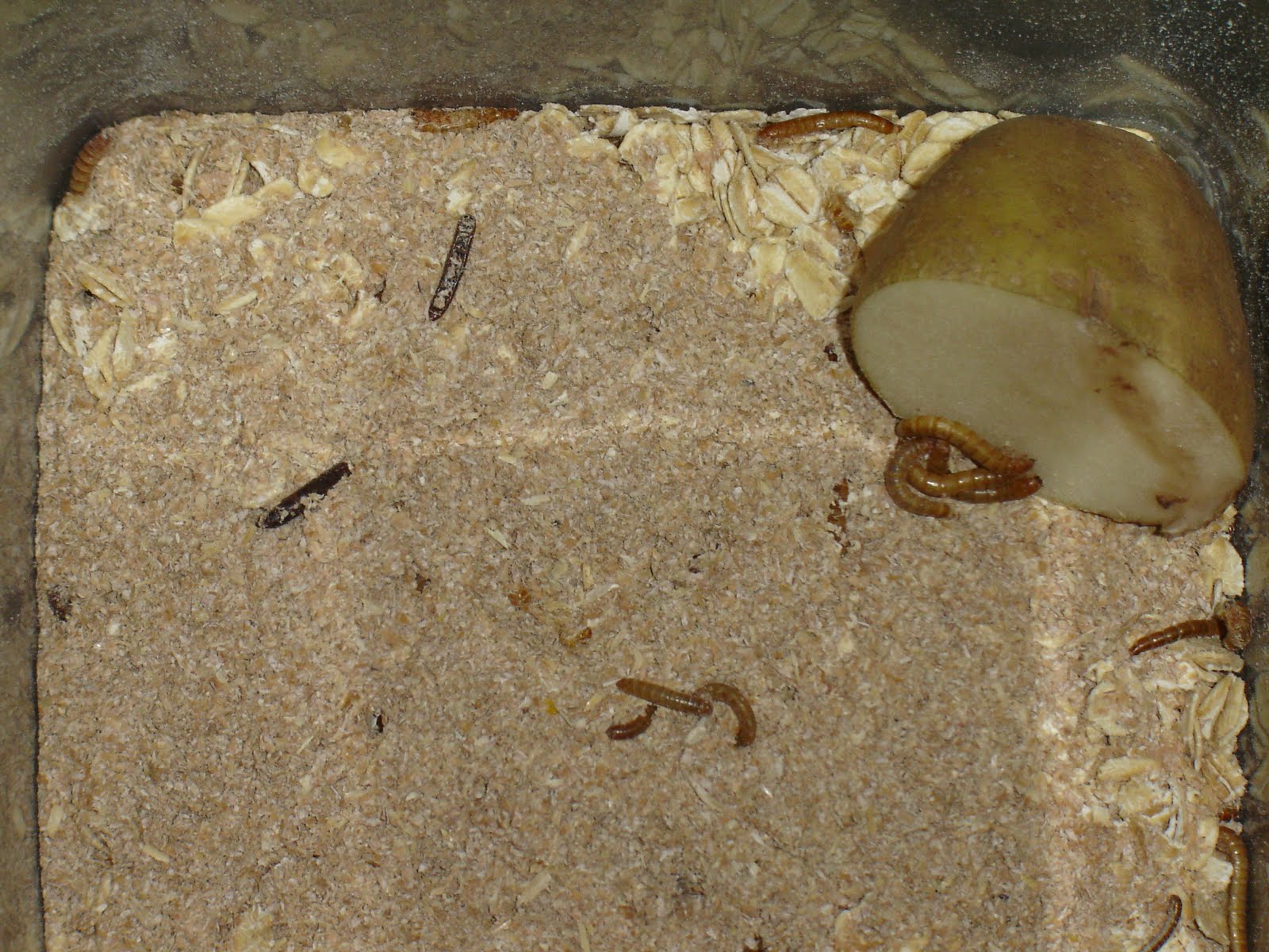 Life Science Mealworm Blog