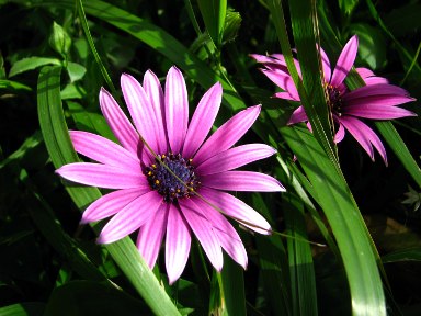 [05_flores_roxas.jpg]