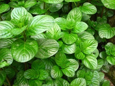 [06_hortela_menta.jpg]