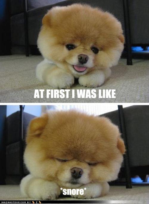 cute-puppy-pictures-at-first-i-was-like-snore.jpeg