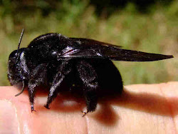 omens kelley armstrong bee believes sees abuelita happen someone something going bad person