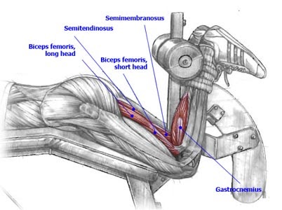 Biceps femoris