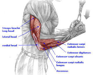 Reverse Grip Cable Pushdowns