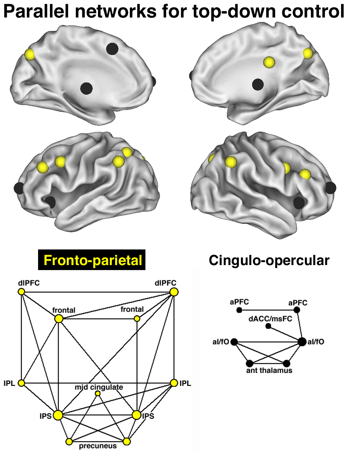 [parallel+networks+for+top-down+control_high.jpg]
