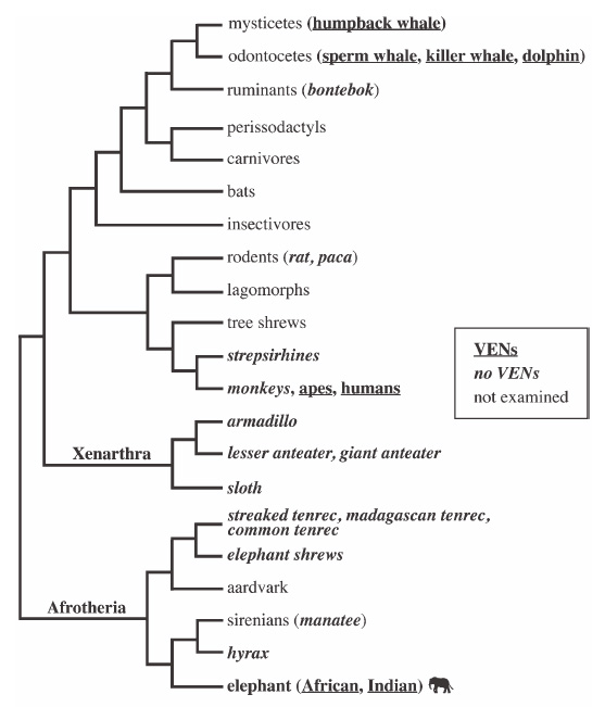 [phylogenetic+distribution+of+VENs.jpg]