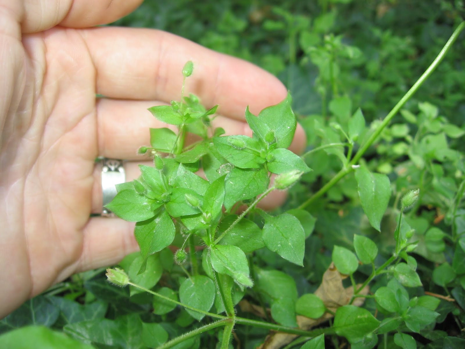 The Foraging Family Chickweed
