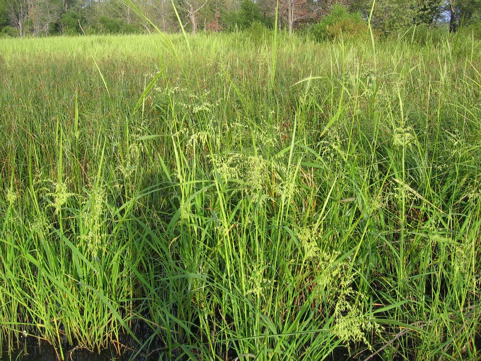 The Foraging Family: Wild Rice--Part 2
