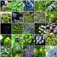 Los ALIMENTOS ECOLOGICOS pueden ayudar en la prevención o la superación de enfermedades