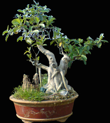 Koleksi foto foto bonsai  yang indah  MEDIA HIDUP