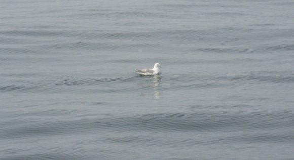 [oceangoing+bird_1_1.jpg]