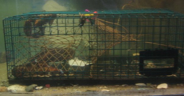[lobster+trap_1_1.jpg]