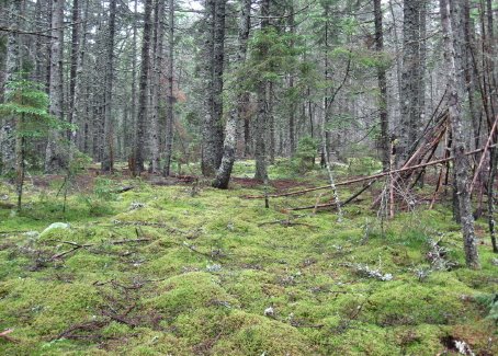 [Indian+Point+moss_1_1.jpg]