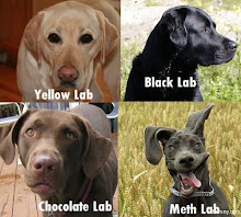 4 breeds of Labs