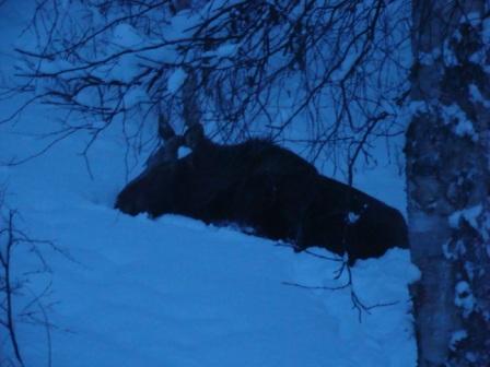 [3.1.09+7+moose+sleeping+in+back.JPG]