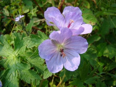 [7-9+Hatchers+Pass+(18).JPG]