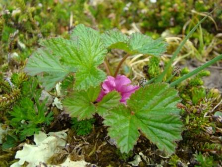 [7-9+Hatchers+Pass+(13).JPG]