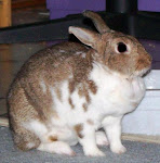 My Rabbit Cinnamon