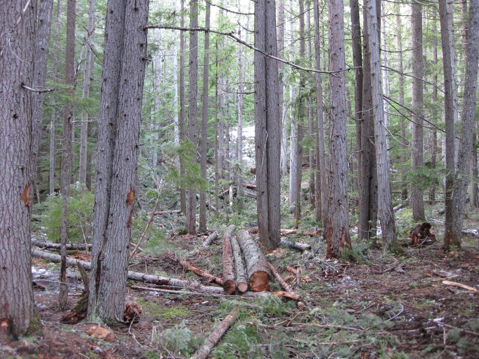 Salvage wood for housing, dead standing douglas fir, New Denver BC milling
