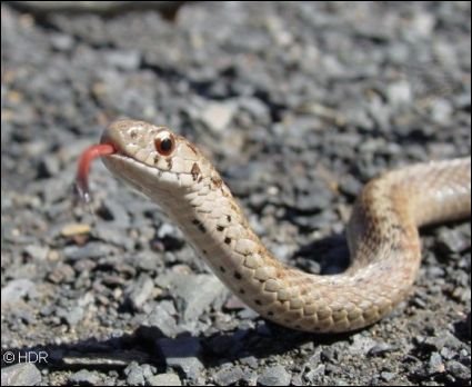 [cobra_lingua_portugal_porreiro.bmp]