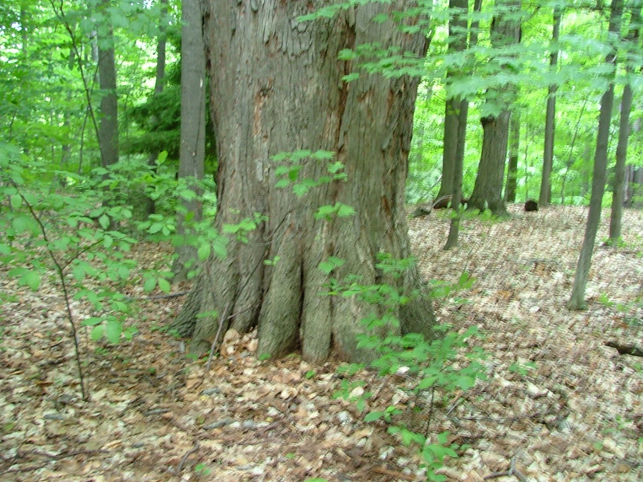 Wildlife, Wildflowers and a Window: The Big Woods