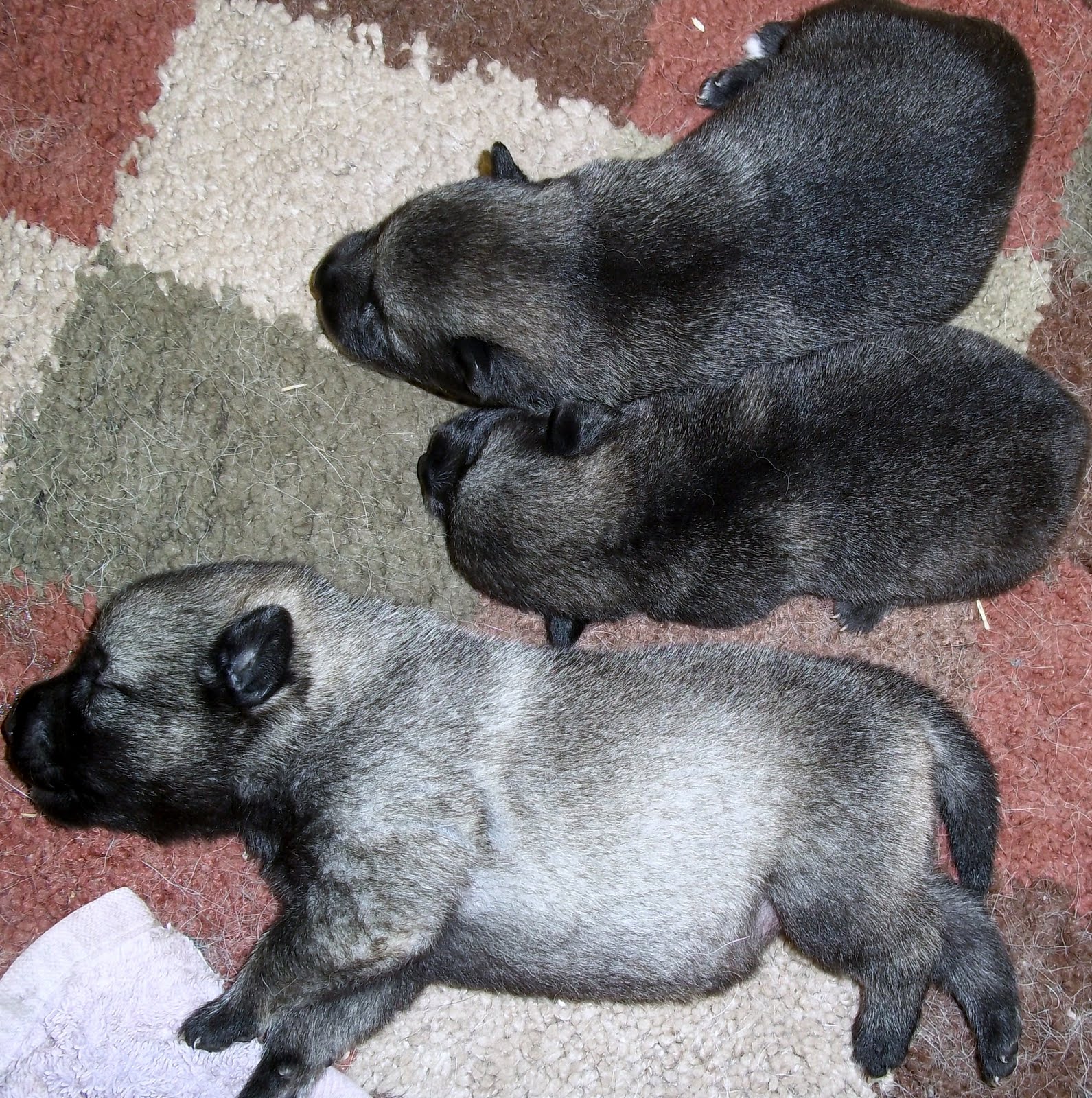 For The Love Of Norwegian Elkhounds Norwegian Elkhound Puppies Born
