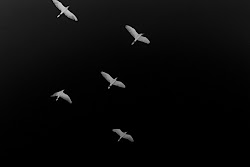 night fly birds 2008 flies february