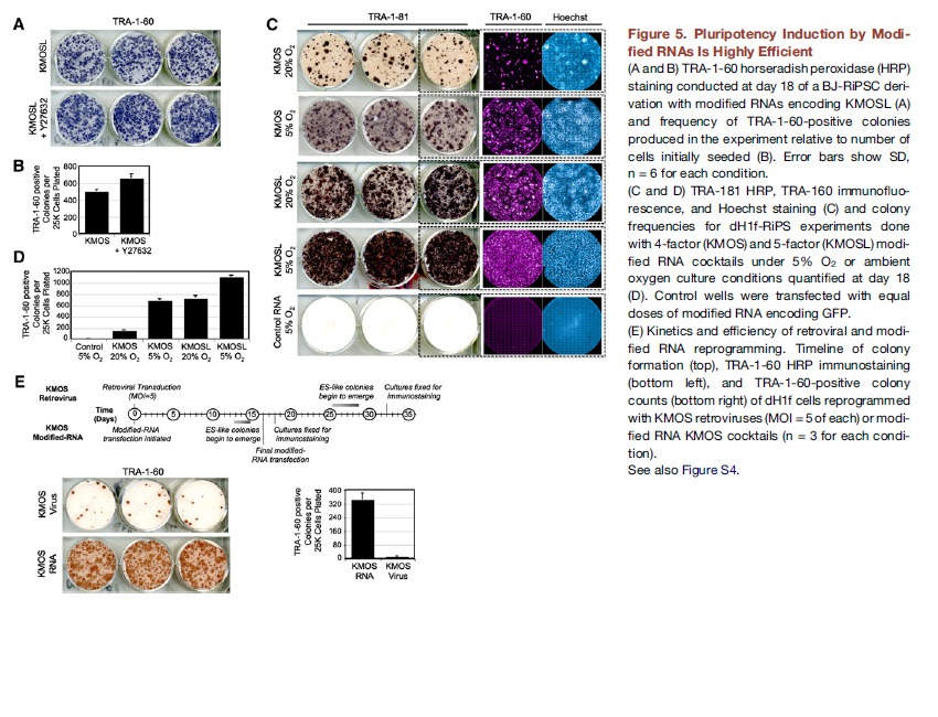 BE115's Tissue Engineering Blog: Highly Efficient Reprogramming to ...