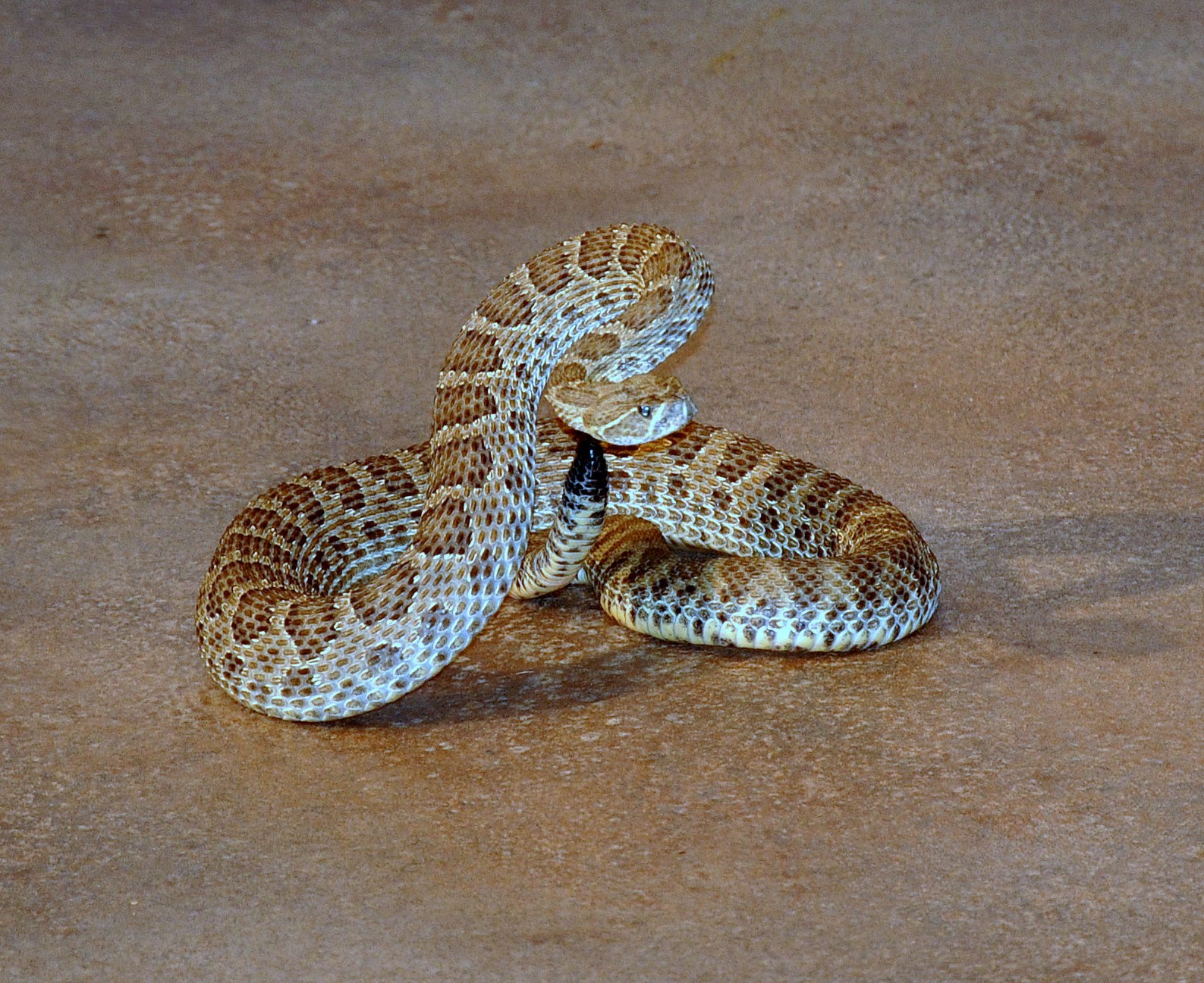 Spurdog's Other Creatures: Prairie Rattlesnake coiled to strike- South