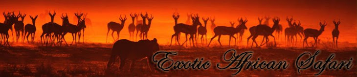 Exotic African Safari