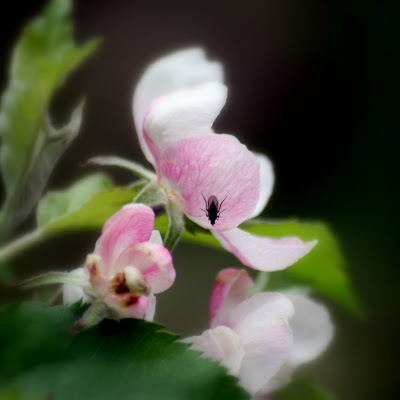 galerie-morgenstern: 12 of 12 May 2010 - 12 von 12 Mai 2010